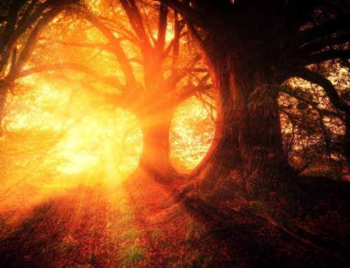 Have We Forgotton The Magic… Or Has It Been Waiting For Us?